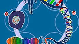 Timeline: LA GENETICA