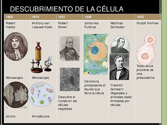 DESCUBRIMIENTO DE LA CÉLULA