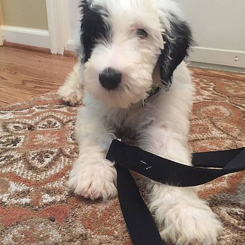 Got a puppy named Gus