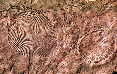 Llegada de continentes definitivos