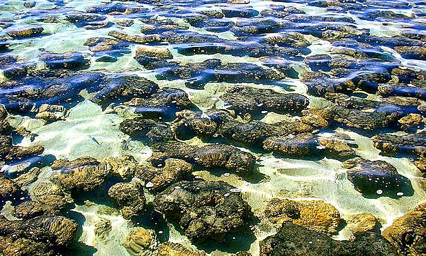 Producción del oxígeno