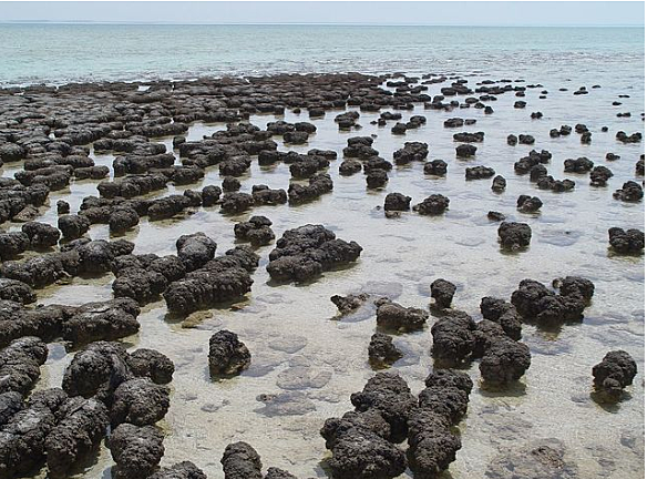 La primera creación oxigeno por colonia de bacterias
