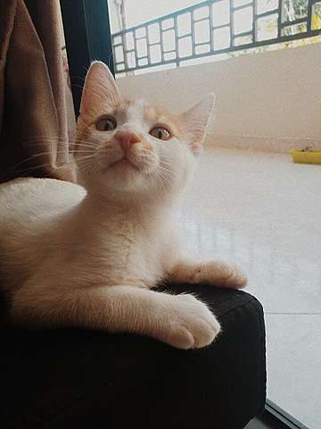 My cat Coco came home