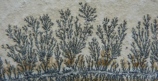 Primeras células eucariotas (algas)