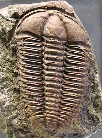 Primeros animales marinos pluricelulares carentes de esqueleto.