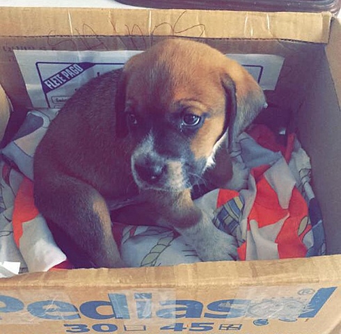 My dog came to my life