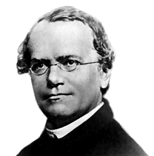 Gregor Mendel discovers the basic principles of genetics