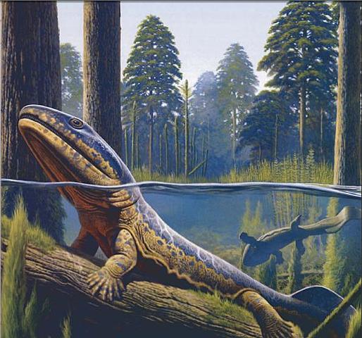 Primeros anfibios. Los vertebrados comienzan a colonizar la tierra firme.