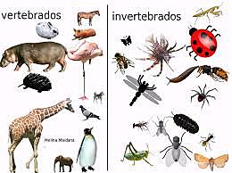 VERTEBRADOS E INVERTEBRADOS