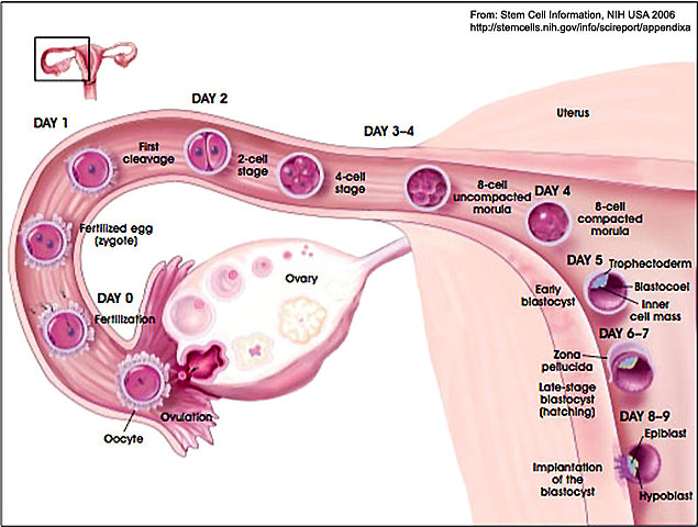 Ovulation