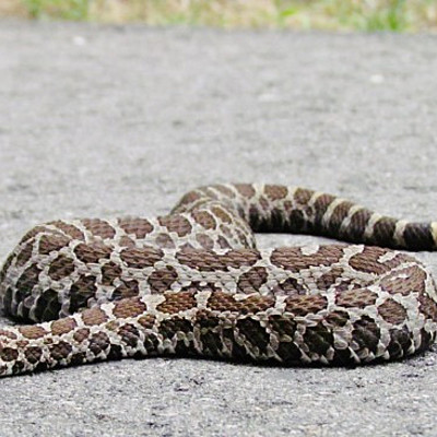 Timeline: Massasauga Endangered Species
