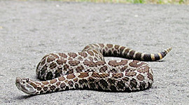 Timeline: Massasauga Endangered Species