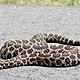 Massasauga rattlesnake e1443200012639