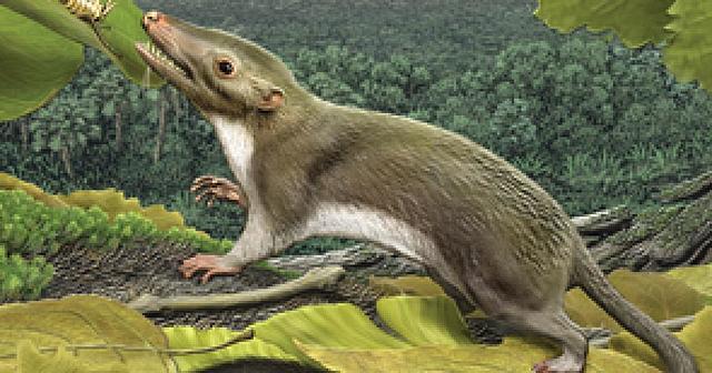 Los primeros mamíferos.