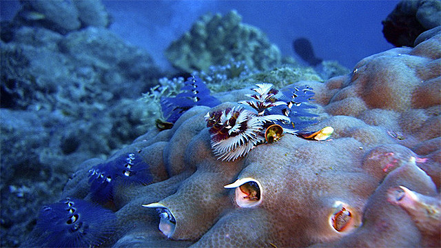 Cuales fueron los primeros animales en la tierra?
