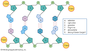 Discovery of DNA structure