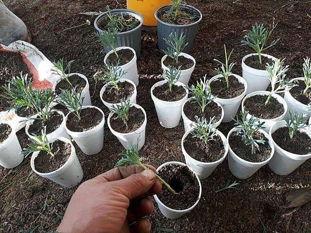 SIEMBRA DEL MANZANILLON