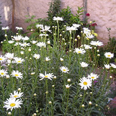 Timeline: PROPAGACION DEL MANZANILLON POR  ESQUEJE