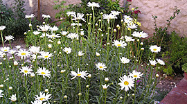 Timeline: PROPAGACION DEL MANZANILLON POR  ESQUEJE