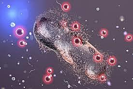 Aparición de organismos fotosintéticos