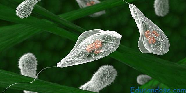 Organismo multicelular