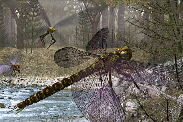 Los primeros insectos