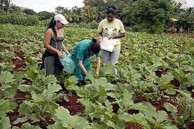 Acuerdo complementario al convenio de cooperación técnica y científica entre Colombia y Ecuador SOBRE SANIDAD VEGETAL