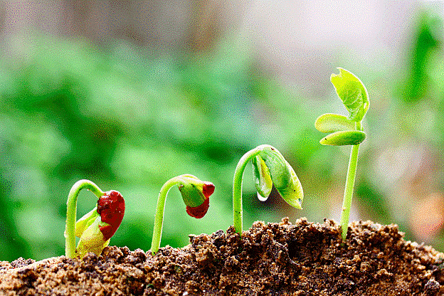 EL SOL Y LA FOTOSÍNTESIS