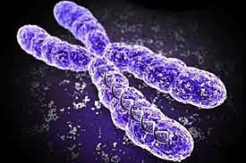 First human chromosome is decoded
