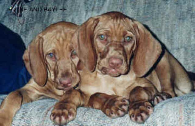 Puppies: Socialization