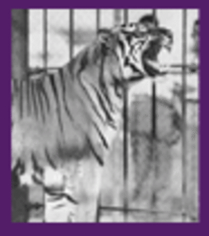 Mike I Arrives at LSU