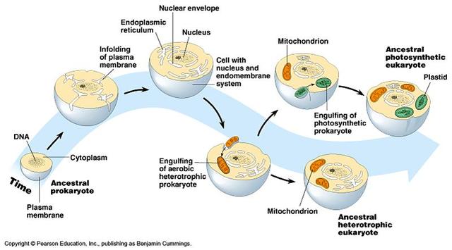 (1966) Lynn Margulis Publishes Endosymbiosis theory