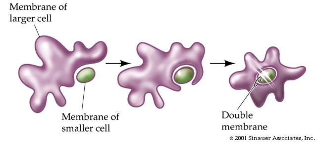 Lynn Margulis (1980)