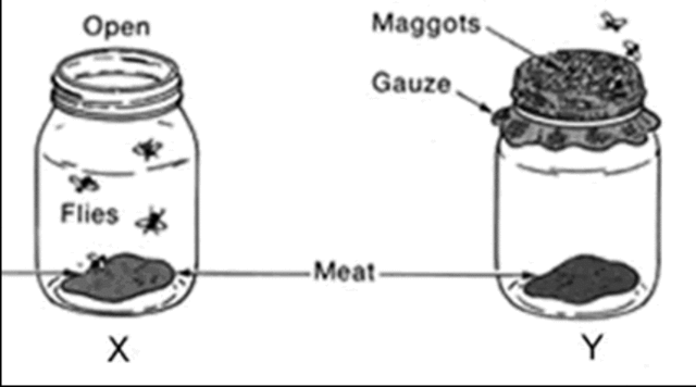 (1668) Redi's Experiment