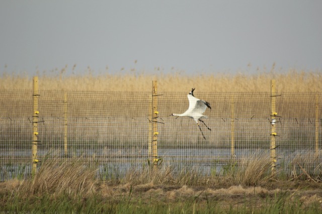 Florida Introduces Birds