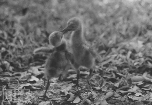 The First Hatchlings