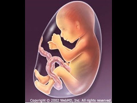 Month 5; Trimester 2