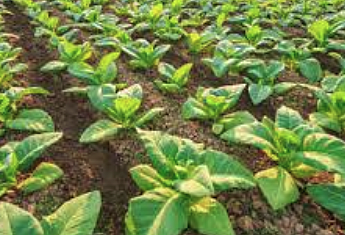 Tobacco