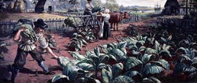 Tobacco Plantation Established