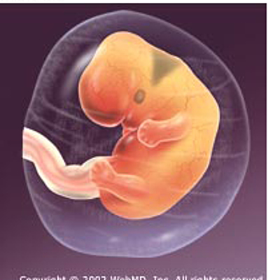 Timeline: Baby Growth