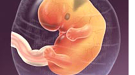 Timeline: Baby Growth