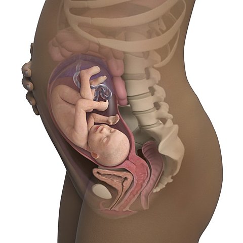 30 weeks