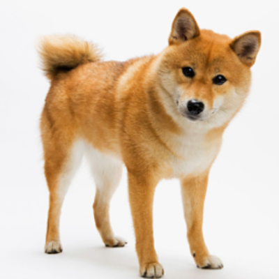 Timeline: Zoobreak by Gordon Korman presentation by Chris Beck