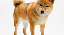 Timeline: Zoobreak by Gordon Korman presentation by Chris Beck