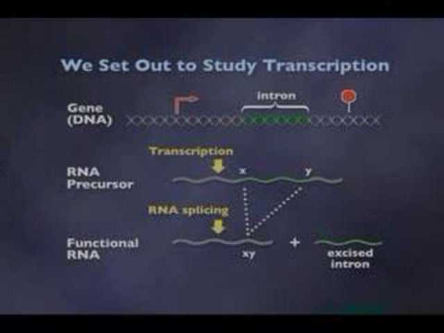 (early 1980's) Thomas Cech's Findings