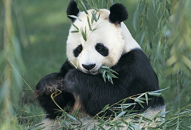 evolución del Internet