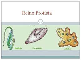 Reino Protista