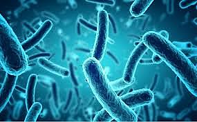 LOS PRIMEROS SERES VIVOS