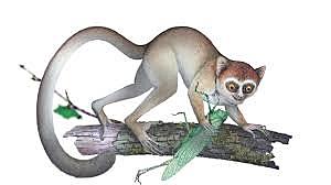 Aparición de los mamíferos