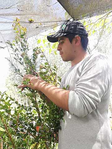 Recolección de esquejes de Eugenia